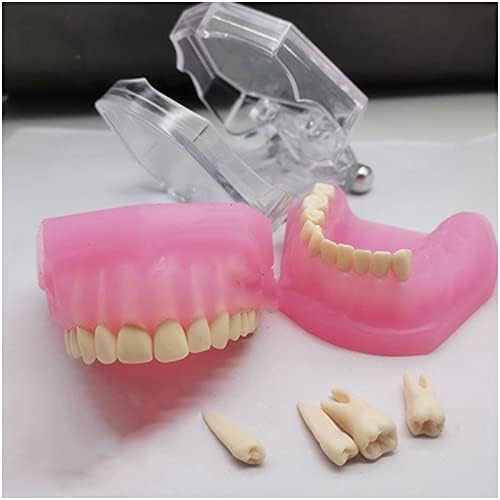 KH66Zky zubni implantat Model Izmjenjivi djeca Stomatološki demonstracijski zubni standardni zubi Model