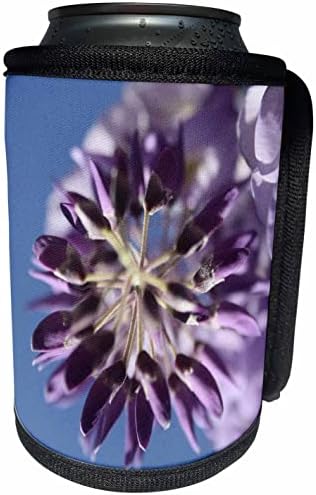 3Droza Wisteria Florisnda Purple i Lilac Cvjetni pupoljci - Can Waller Walt Walt