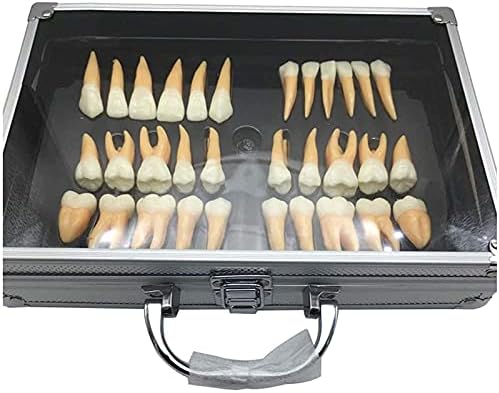 Rexgel Torso i kosturni modeli anatomski, modeli model zubnih zuba - 2,5 puta dvobojni trajni model zuba