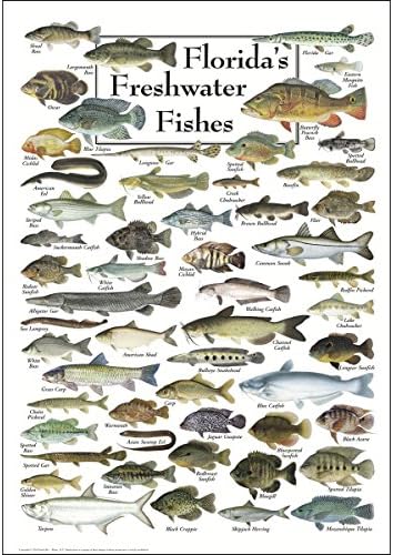 Zemlja nebo + Vodeni Poster - Floridske slatkovodne ribe