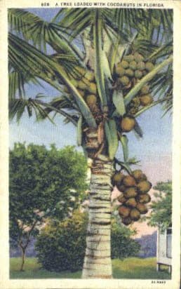 Razno, Florida razglednica